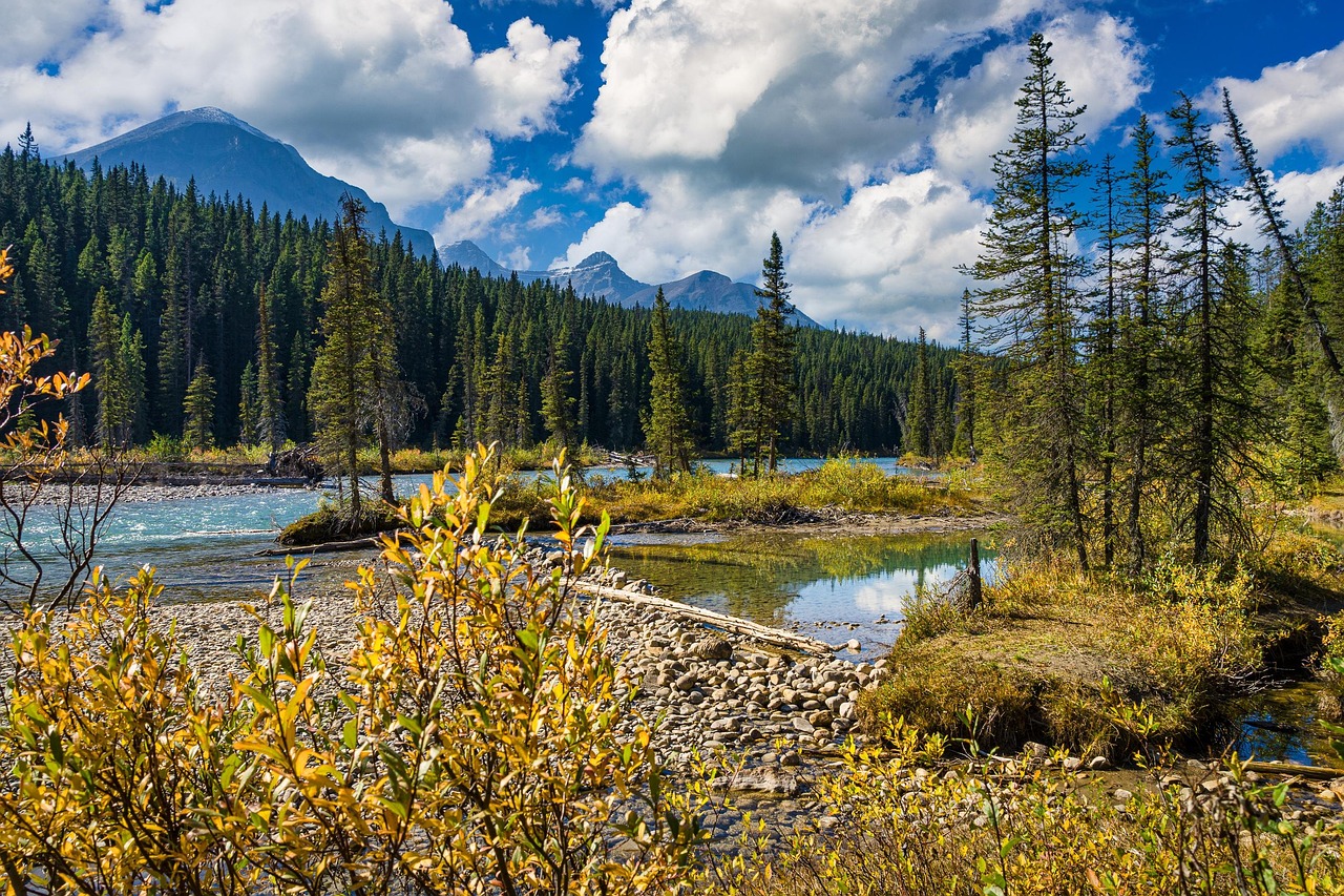 jasper national park, river, forest, bank, trees, rocky mountains, mountains, scenery, scenic, nature, national park, alberta, canada, west canada