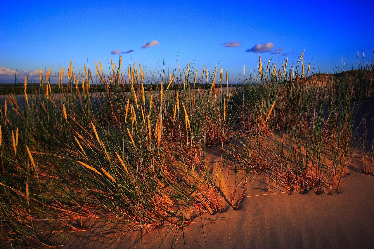 the sand dunes, dune, slowinski national park, pomeranian quicksand, czołpino, czolpin, the czeppinska dune, flora, nature, landscape, poland, sunset, sand, dune plants, the coast, the mobile dune, the coast of the baltic sea, the baltic sea, vegetation, filling, moving dunes
