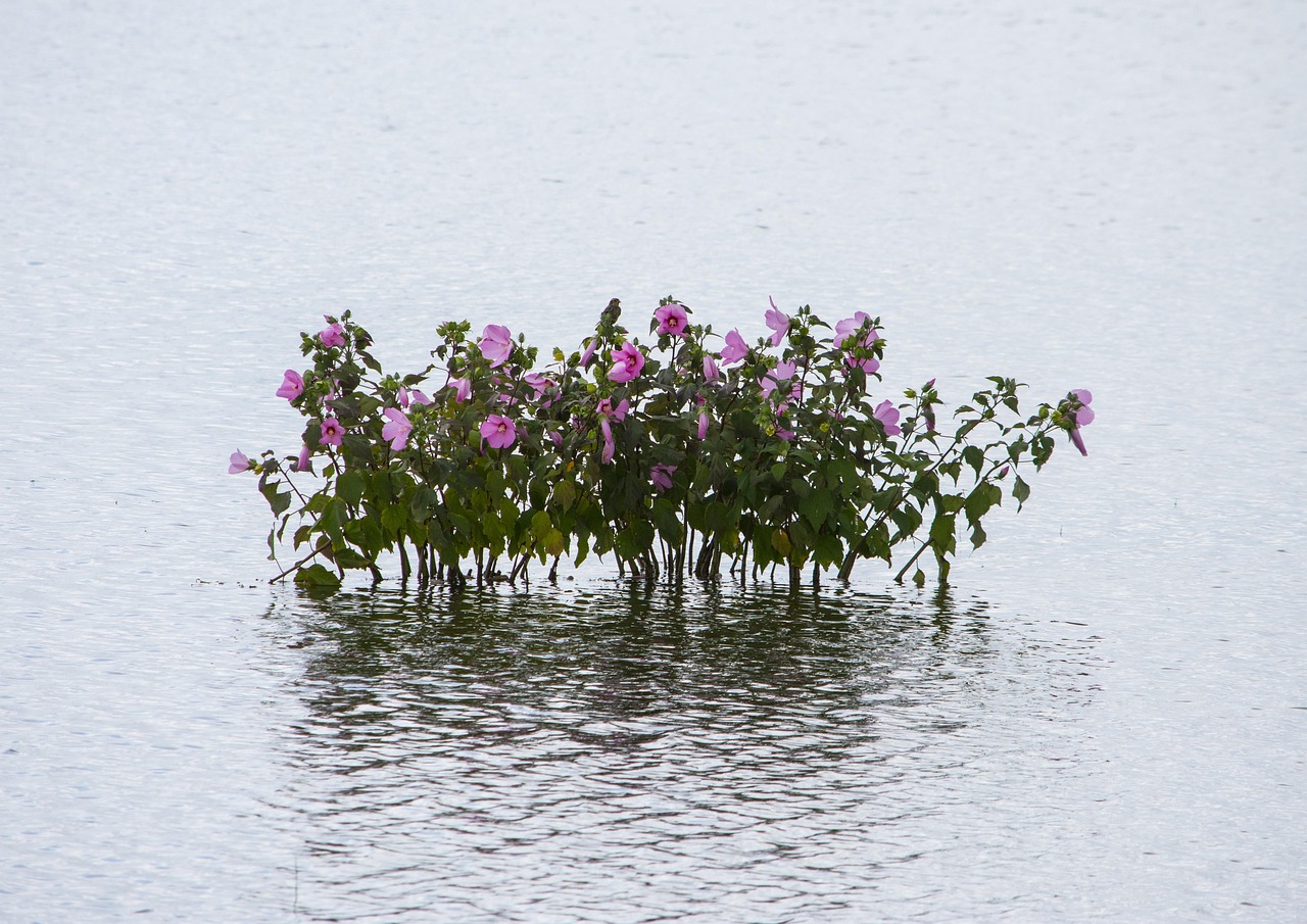 water, bay, plant, sea, landscape, nature, forsythe wildlife refuge, galloway