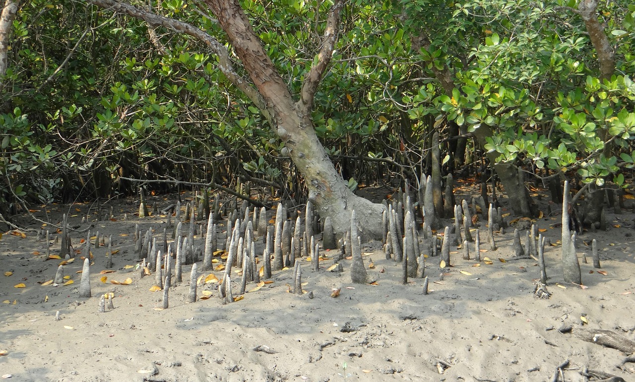 cone roots, mangroves, flora, species, forest, roots, nature, sundarbans, swamp, national park, unesco, heritage, ramsar site, india