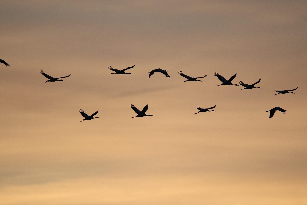 common cranes, sunrise, birds, nature, wildlife, animals, dusk, twilight, sunrise, sunrise, sunrise, sunrise, sunrise, birds, birds, birds, birds, birds