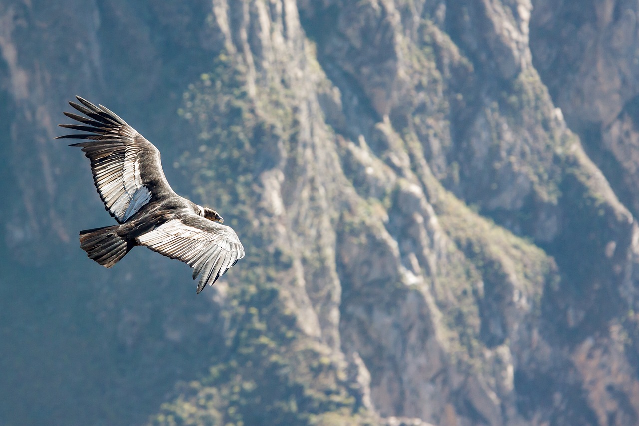 condor, peru, andean condor, bird, nature, from above, raptor