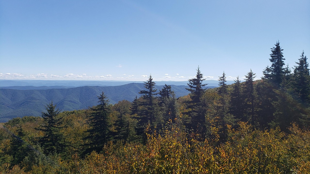 forest, nature, monongahela national forest, wilderness, mountain, outdoors, travel, exploration