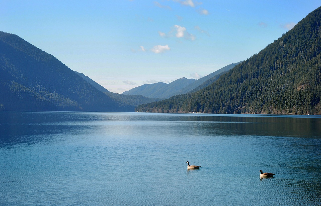 mountains, lake, ducks, outdoors, lake crestant, water, nature, olympic national park, olympic national forest