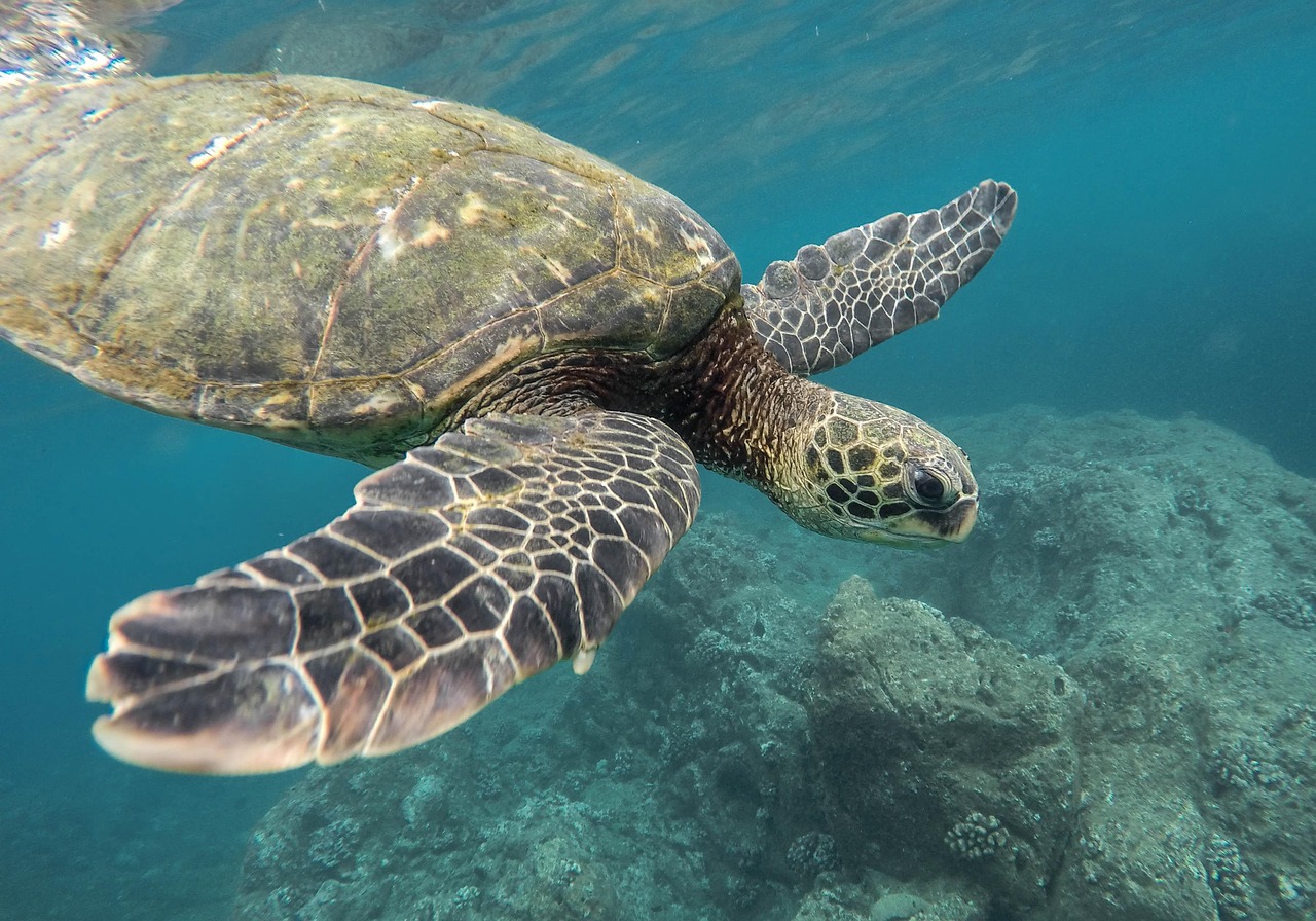 animal, turtle, coral reef, ocean, sea, swimming, tortoise, underwater, water, nature, wildlife, animal world, wildlife photography, reptile, earth day