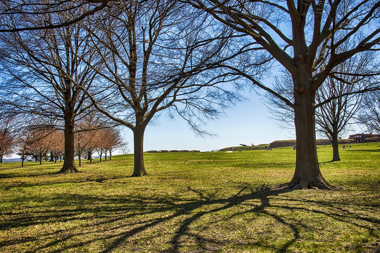 tree, landscape, nature, wood, season, fort mchenry, park, spring, grass, baltimore, wooden, green, fort mchenry, fort mchenry, baltimore, baltimore, baltimore, baltimore, baltimore