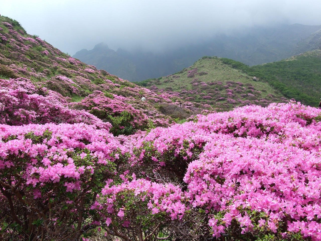 shosenkyo drunk, nature, azalea, rhododendron kiusianum aso, plant, japan