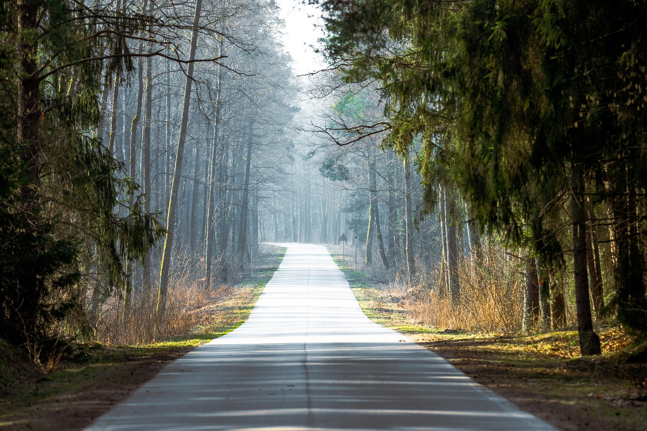 road, poland, avenue, forest, national park, landscape, nature, spring, tsar's path