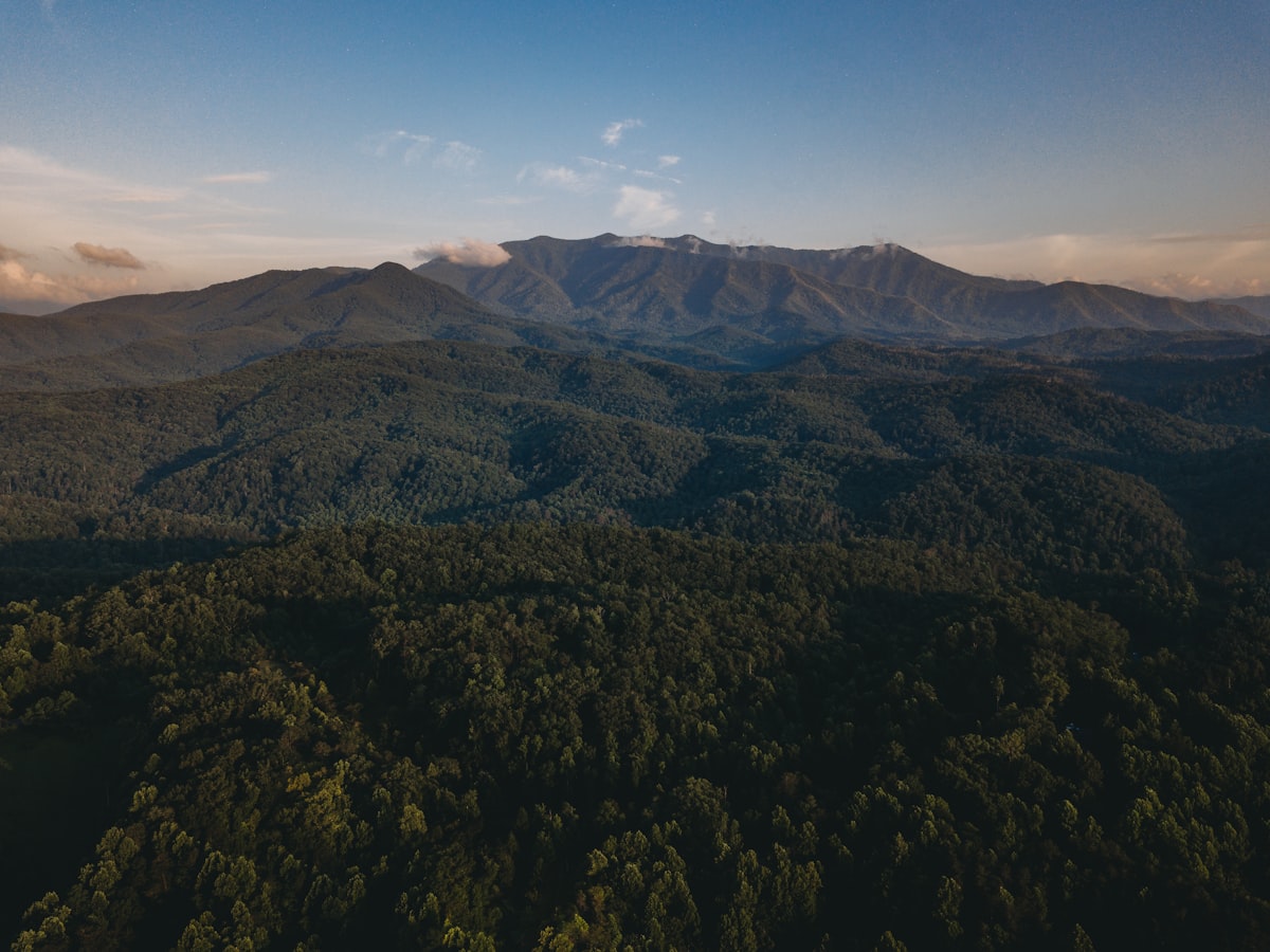 a landscape with trees and mountains in the background