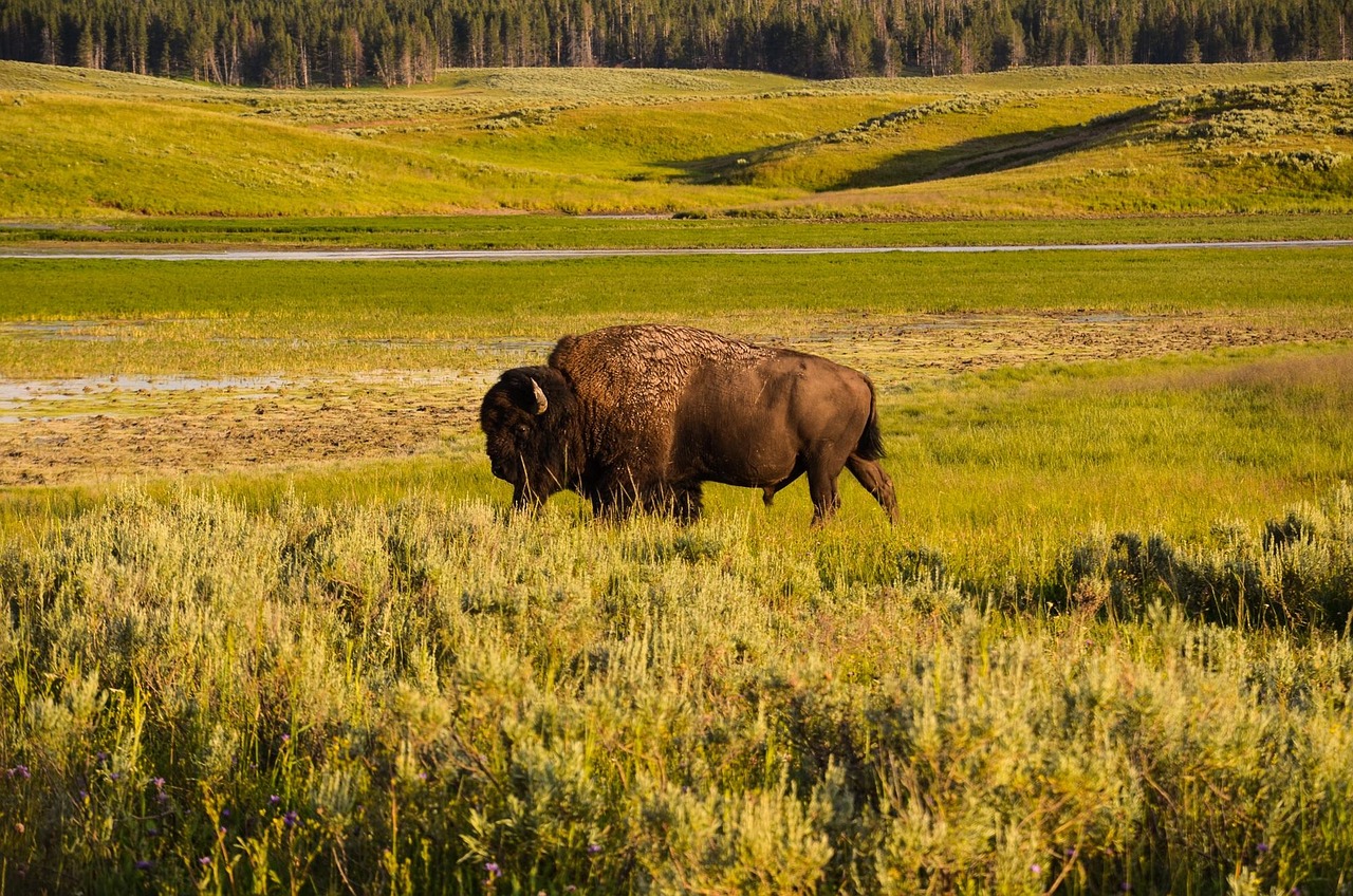 bison, yellowstone, wyoming, usa, yellowstone national park, buffalo, wild animal, wild, america, great plains, grass, nature, bison, bison, bison, bison, bison, yellowstone, yellowstone, buffalo, great plains, great plains, great plains, great plains
