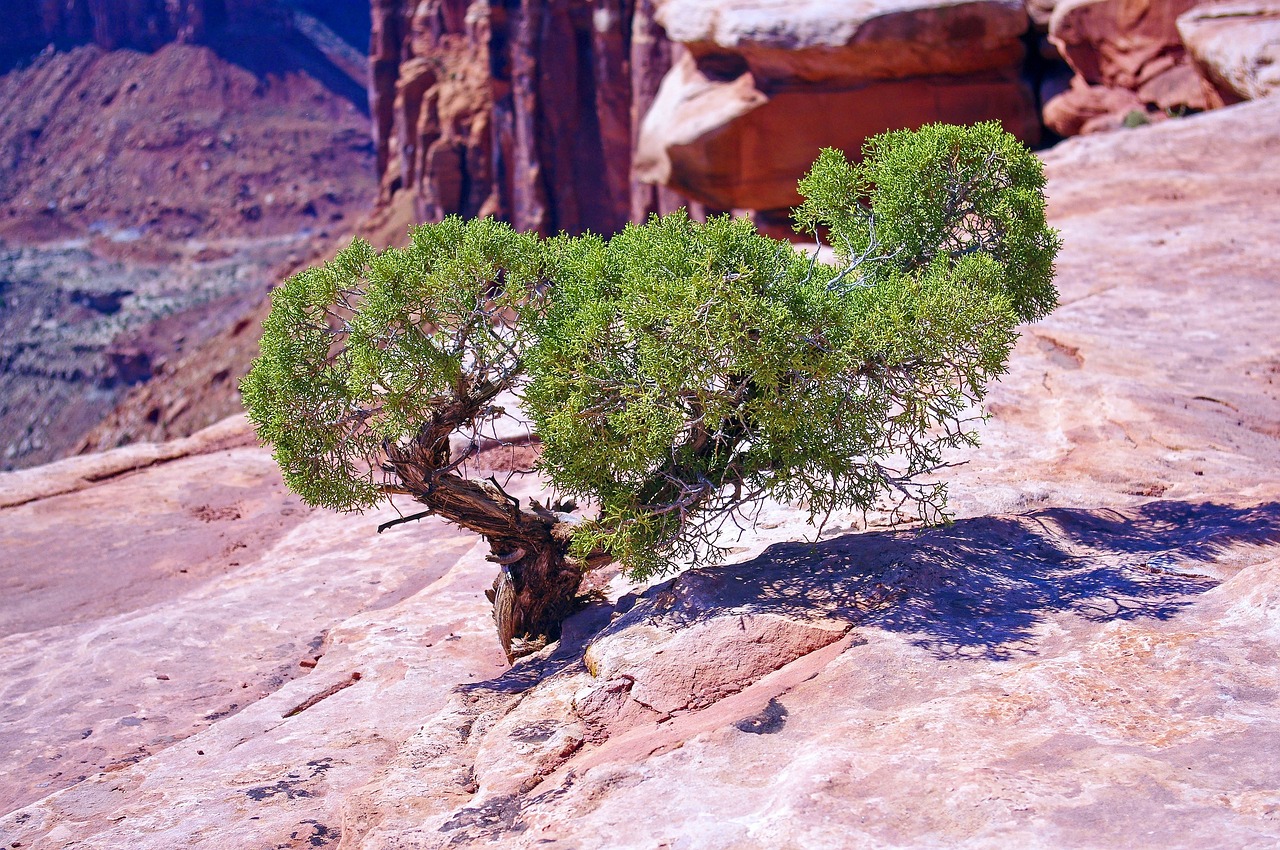 utah juniper on the edge, juniper, gnarled, canyonlands, national, park, utah, sandstone, nature, tree, old, wood, red, desert, rock, stone, sand, landscape, formations