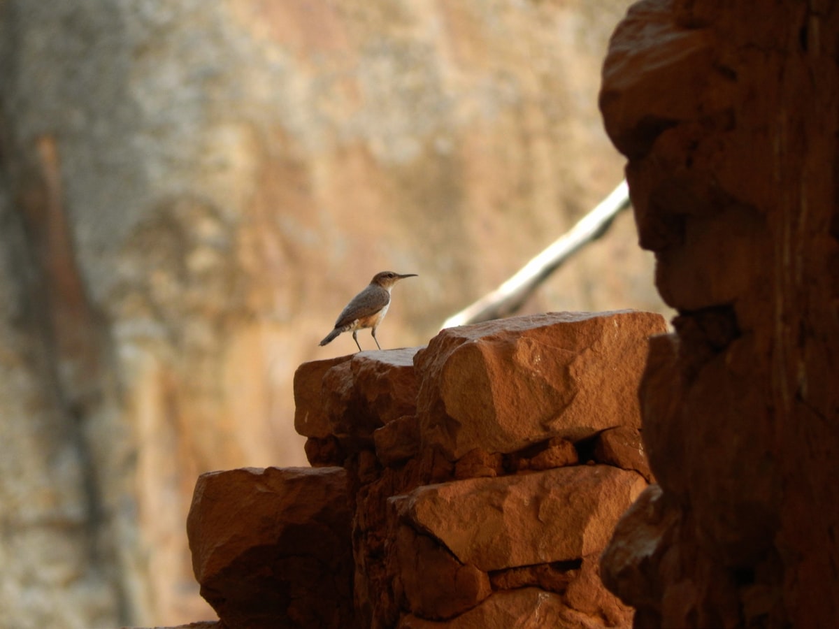 A small bird perched on rocky ledges.
