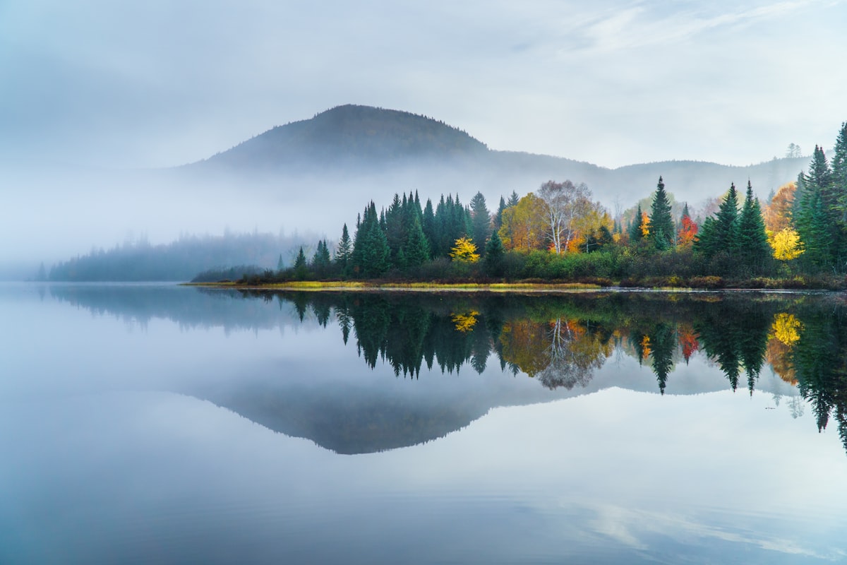 A body of water surrounded by a forest