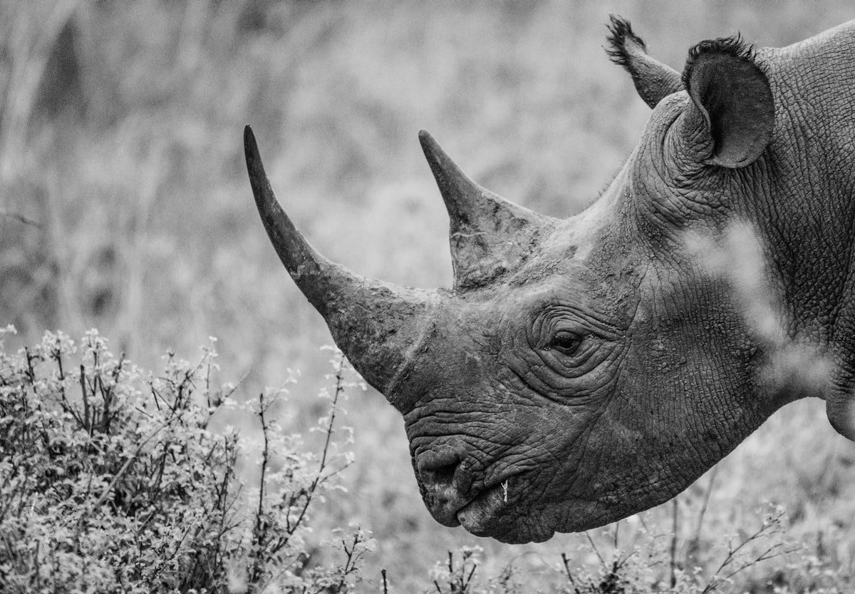 adult rhino at the field during day