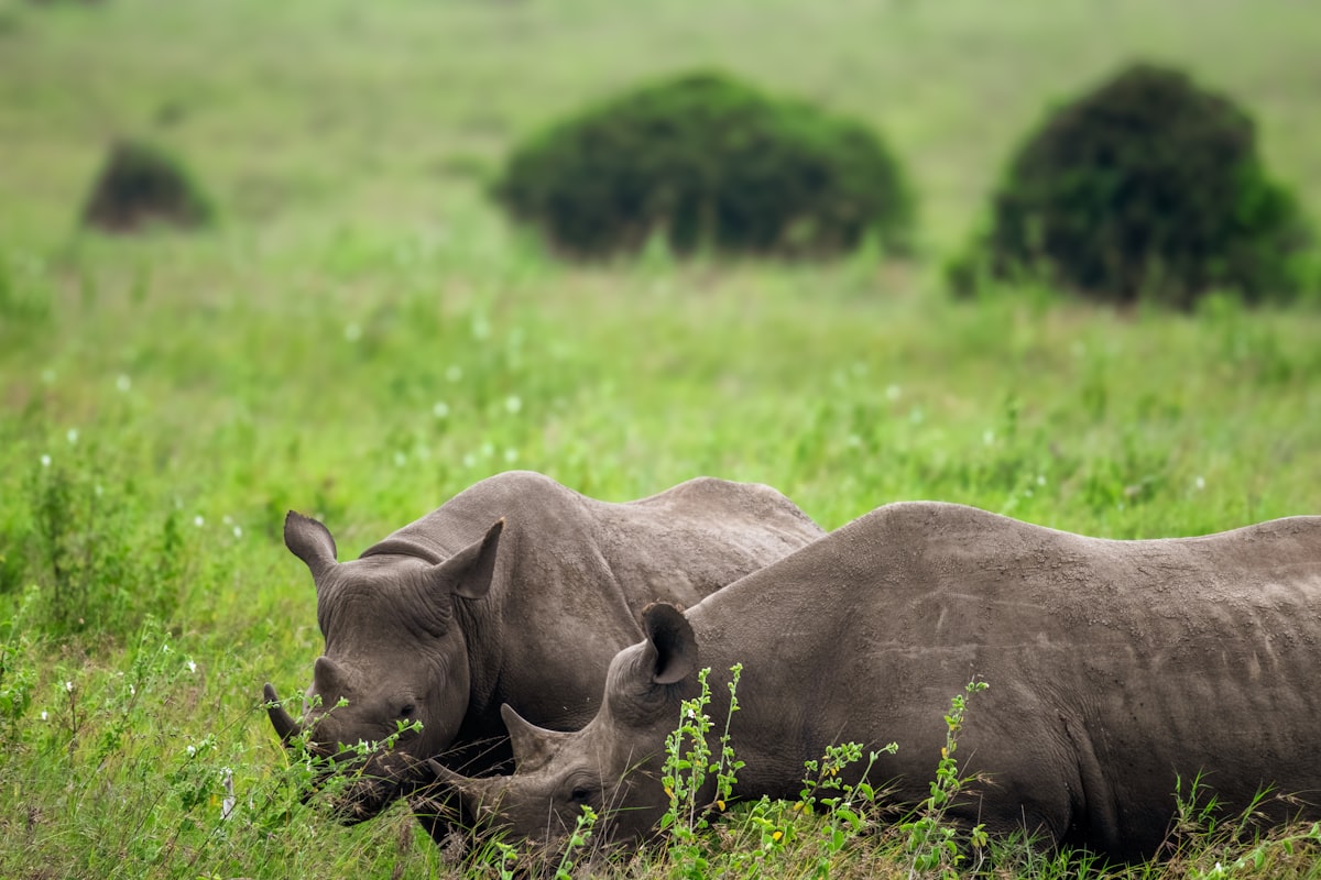 A rhinoceros laying down in a grassy field
