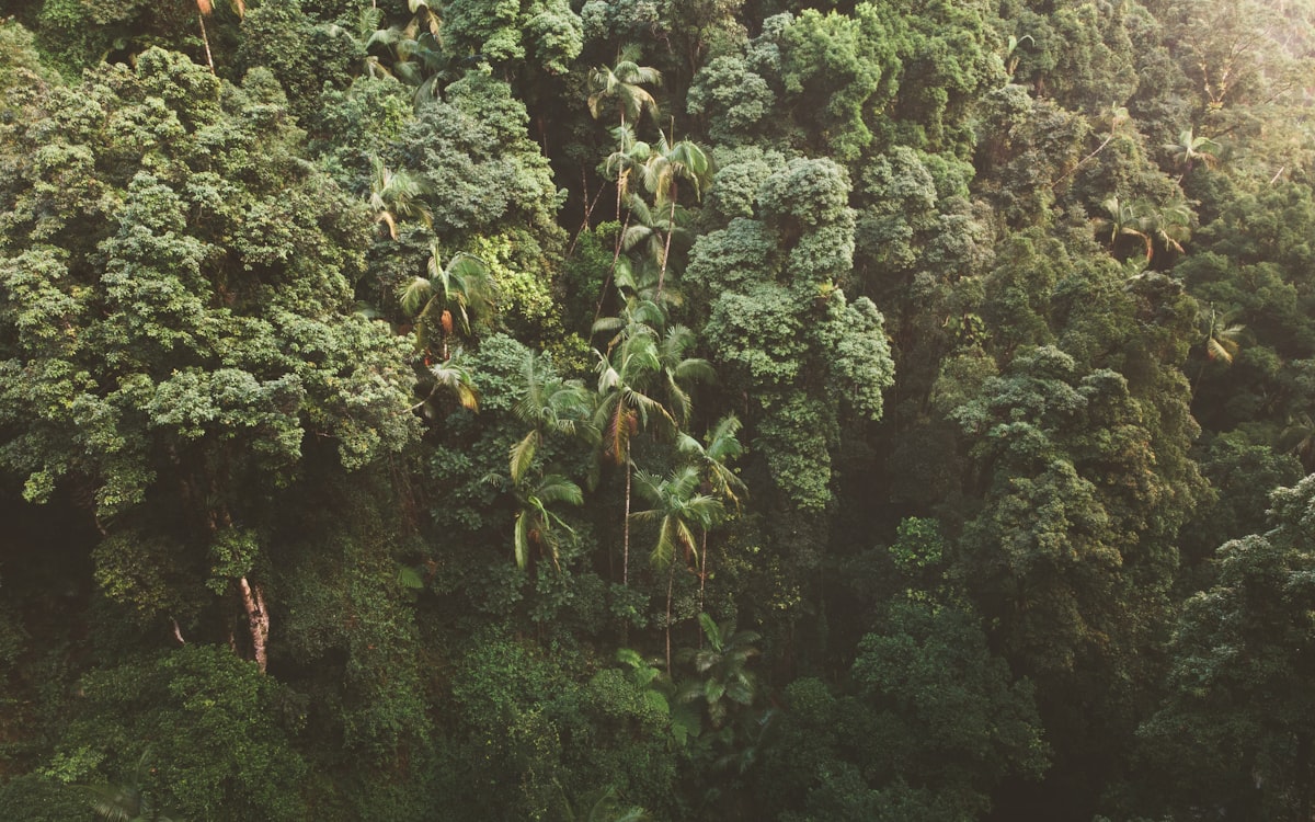 Lush green jungle foliage with palm trees
