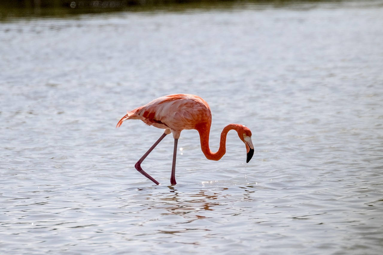 cuba, cienaga de zapata, flamingo, wildlife, nature, birding, 10-13-18