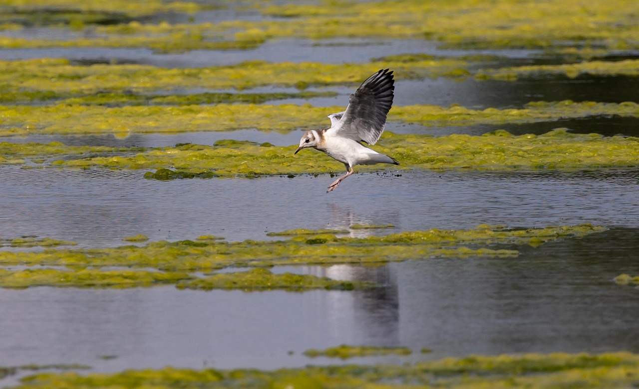 black-headed gull, bird, seabird, animal, gull, seagull, wildlife, flying, wings, feathers, plumage, water, lake, nature, black-headed gull, seabird, seabird, seabird, seagull, seagull, seagull, seagull, seagull, nature, nature, nature