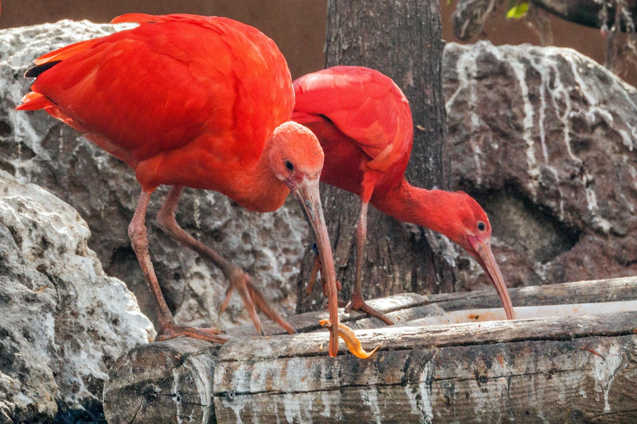 spain, valencia, ozeaneum, birds, ibisse, sichler, scarlet, nature, europe, water