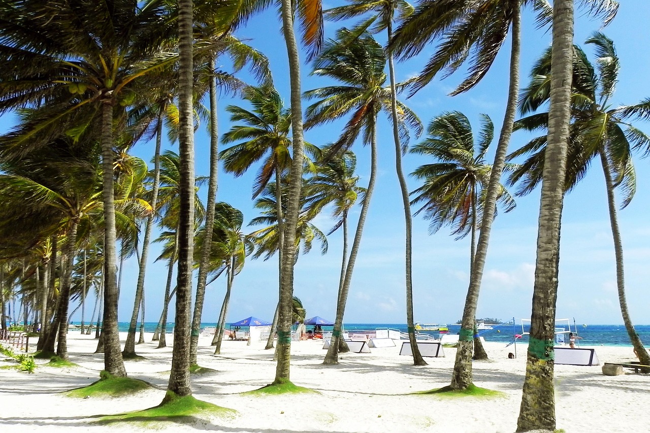 palms, palm tree, sunny, beach, tropical, tropics, colombia, caribbean island, san andres, leisure, travel, holiday, vacation, tourism, trip, palm trees, tree, nature, summer, ocean, sea, coconut, green, island, paradise, sand, blue sky, white, sun, water, blue, sky, tranquil, relax, sunlight