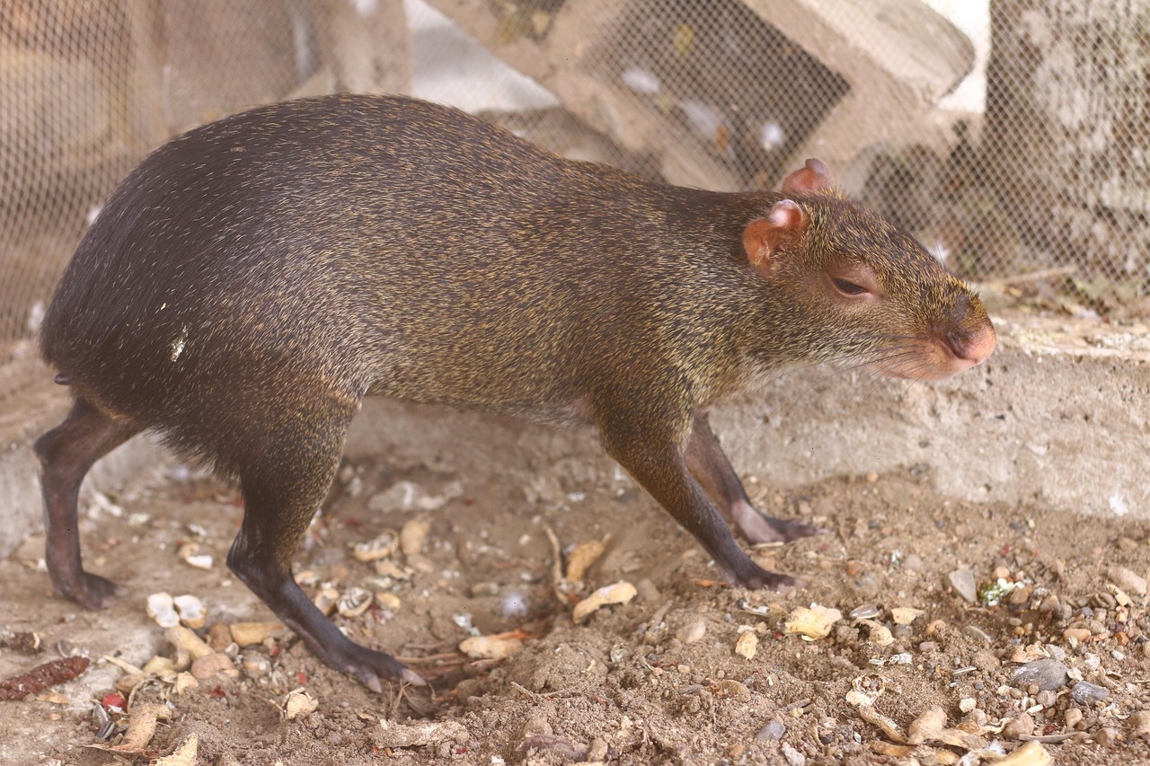 poncho, mico, mono, zoo, amazonia, naturaleza, nature, rancho, animal, silvestre, fauna, parque
