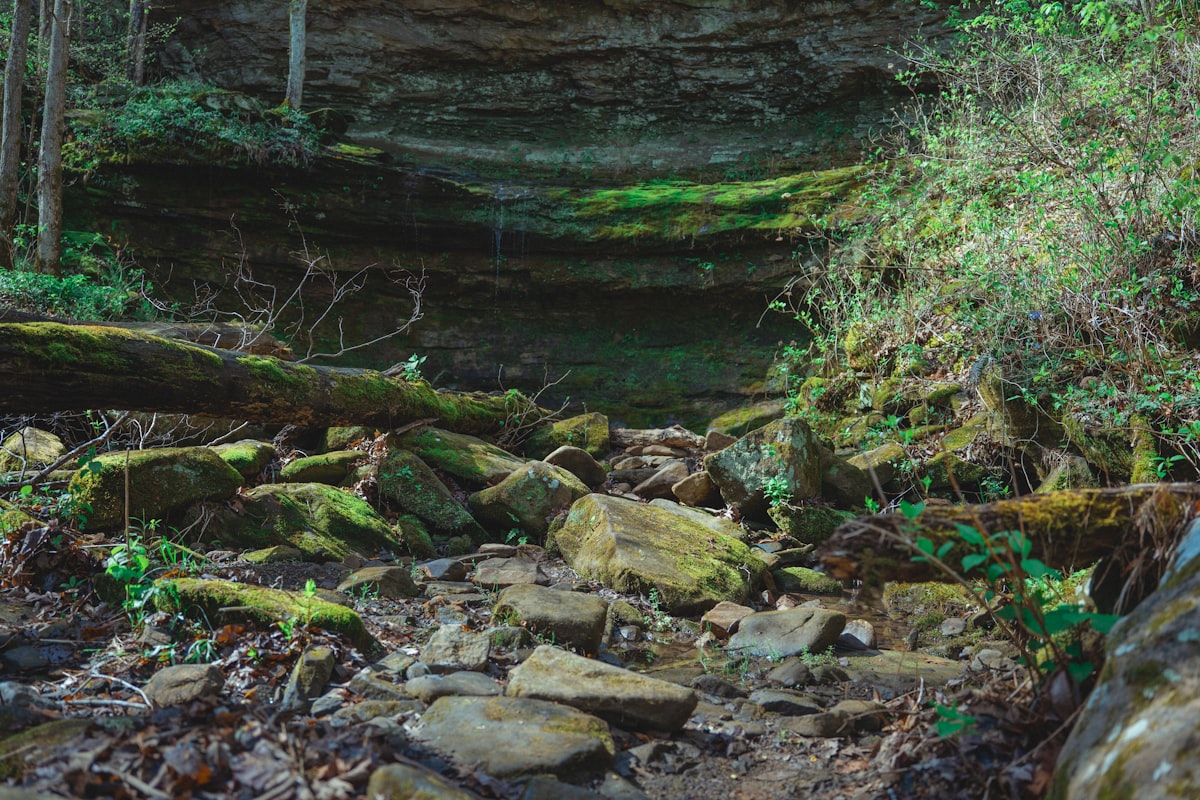 Mossy rocks and fallen log near cliff