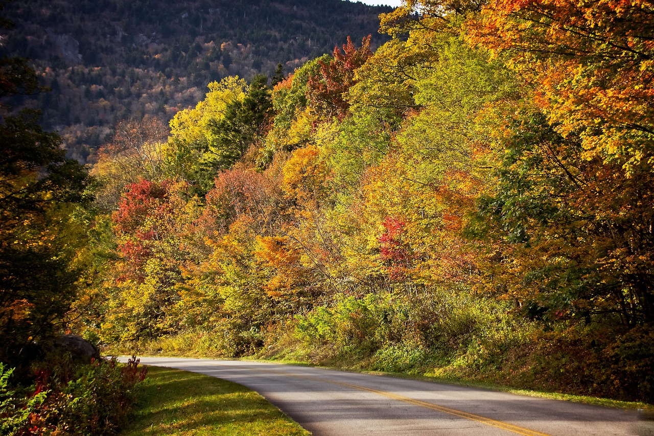 fall, autumn, road, leaves, nature, colorful, tree, leaf, red, bright, brown, color, away, landscape, season, travel, blue ridge parkway