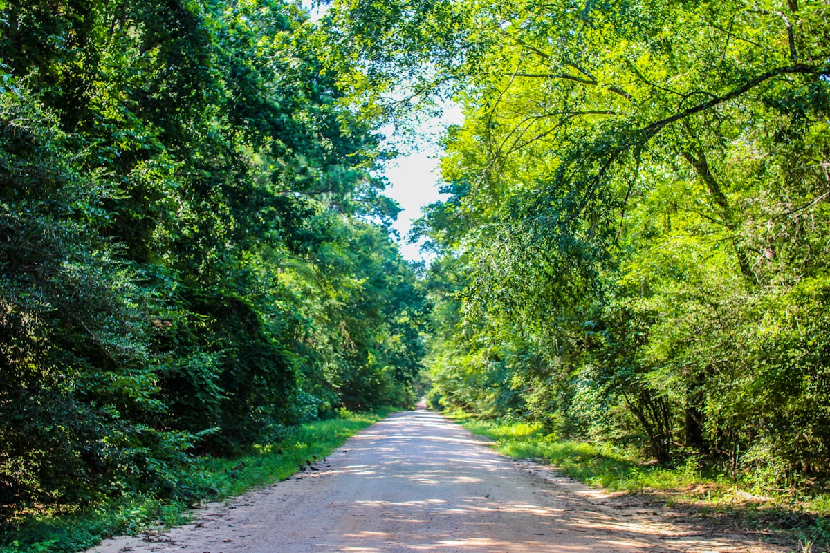 a dirt road surrounded by trees and grass