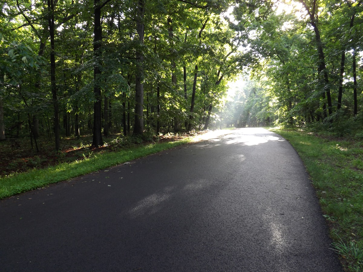 a road in a forest