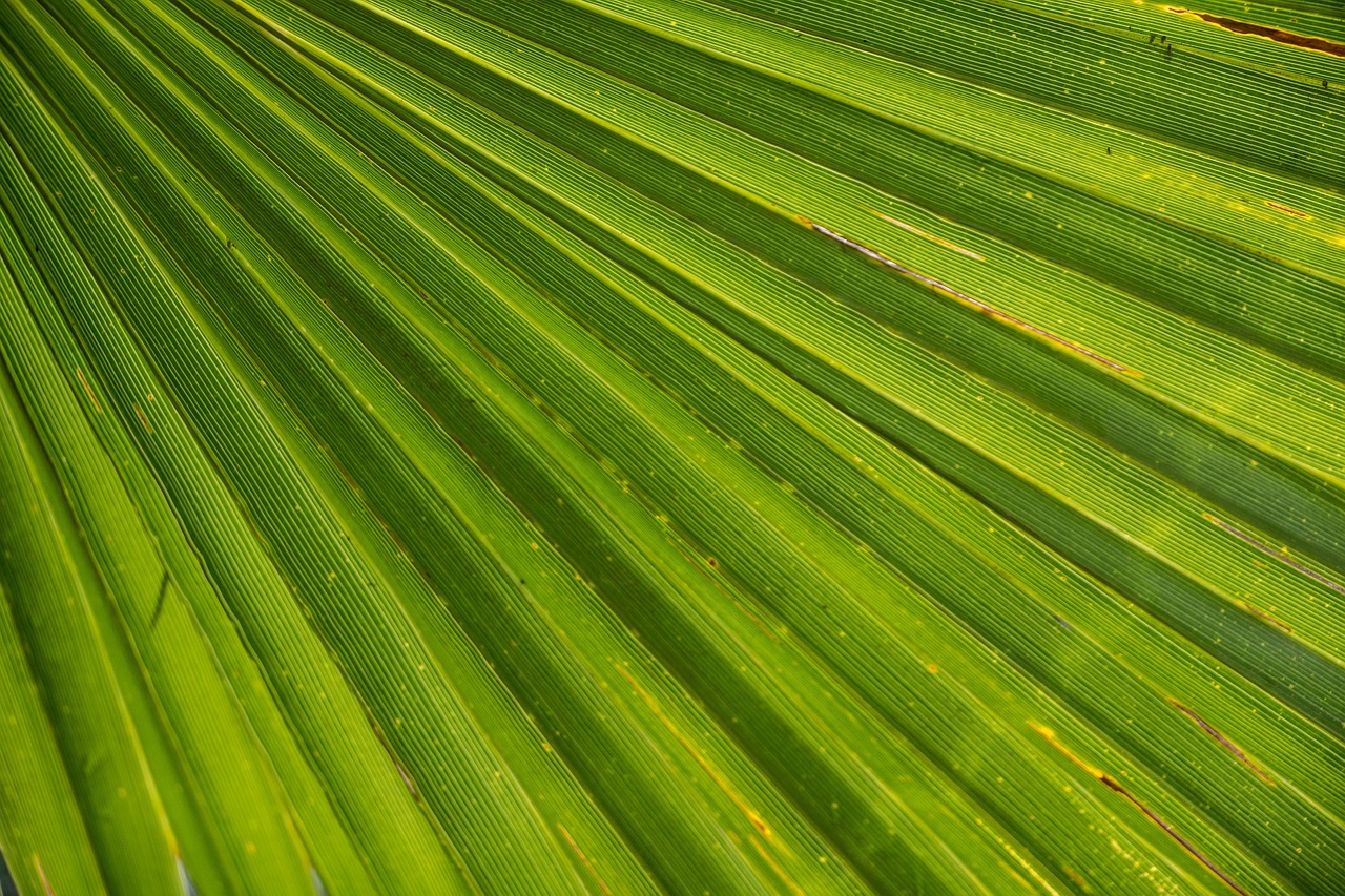 palm tree, leaf, james, palm trees, close up, beach, dream beach, to travel, idyll, texture, nature, structure