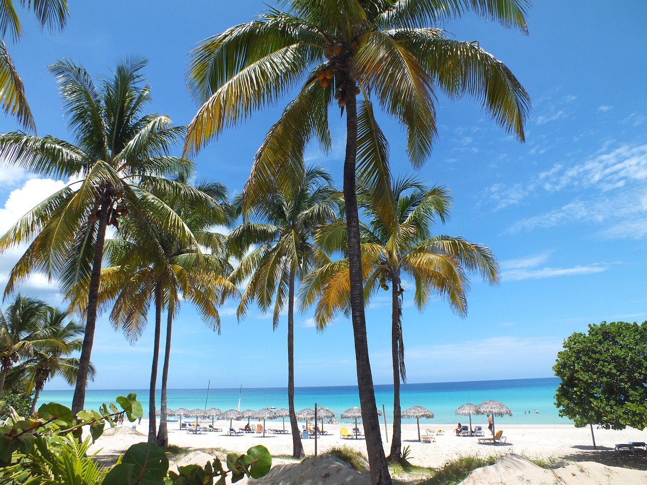 palm trees, beach, sand, sea, varadero, varadero, varadero, varadero, varadero, varadero