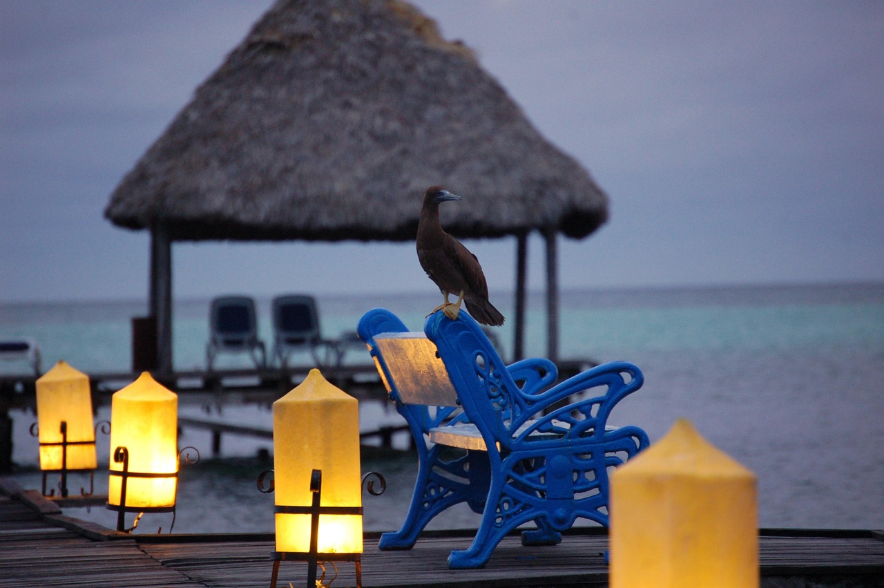 pajaro, playa, luces, beach, birds, sky, nature, water, blue, animal, summer, blue sky, coast, sunrise, mar, cuba