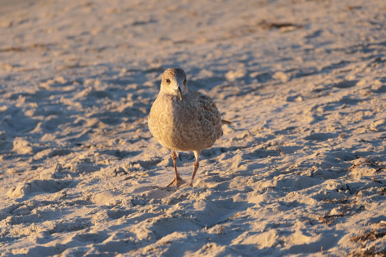gull, beach, sand, baltic sea, elegant, animal, nature, bird