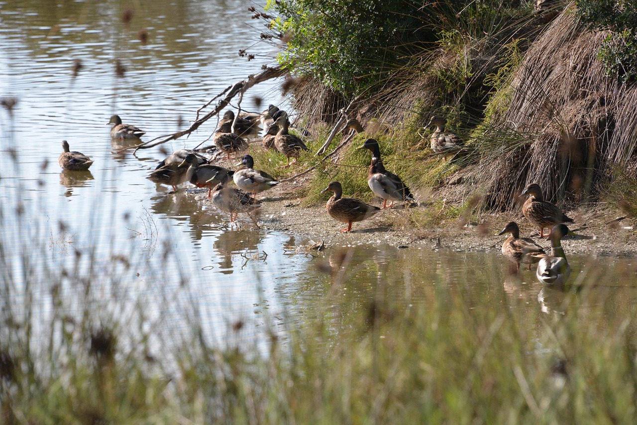 ducks, nature, albufera, albufera, albufera, albufera, albufera, albufera