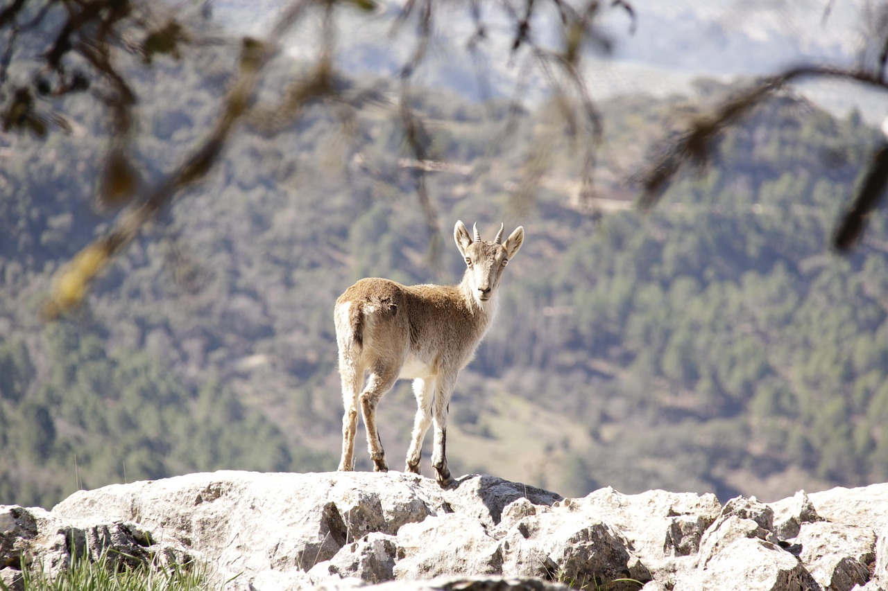 cazorla, nature, sierra, cazorla, cazorla, cazorla, cazorla, cazorla