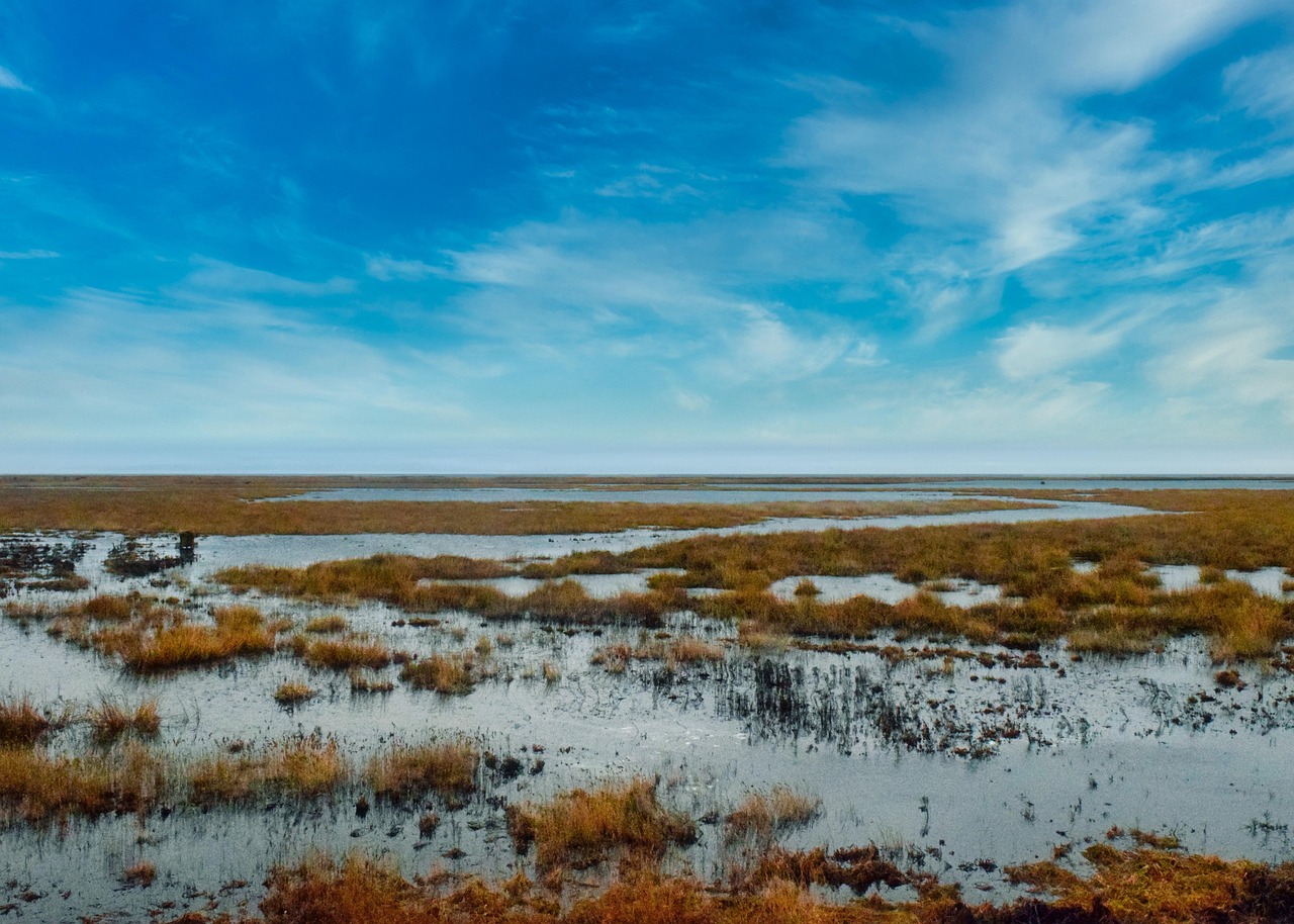 scenic, wetland, swamp, nature, outdoors, wetland, wetland, wetland, wetland, wetland