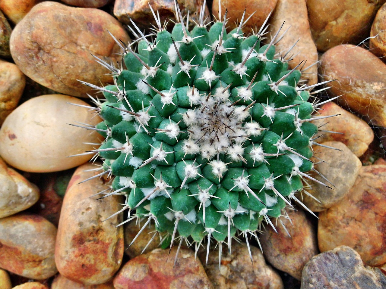 cactus, garden, pebble, stones, nature, flower background, green, plant, flower, botanical, natural, flora, botany, succulent, summer, desert, floral, thorn, grow, beautiful, sharp, leaf, tropical, cacti, beauty, flower wallpaper, closeup, growth, gardening, spike, detail, decoration, texture, growing, beautiful flowers, foliage, spine, prickly, decorative, abstract, vintage, dry, brown abstract, brown growth, brown gardening