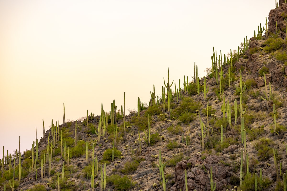 Saguaro cacti on a rocky desert hillside at sunset.