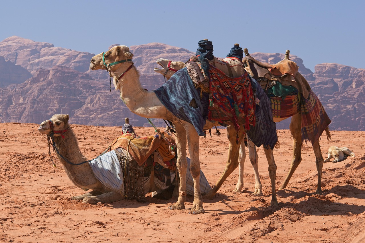 camels, desert, wadi rum, jordan, heat, caravan, sand, rocks, wadi rum, wadi rum, wadi rum, wadi rum, wadi rum, jordan