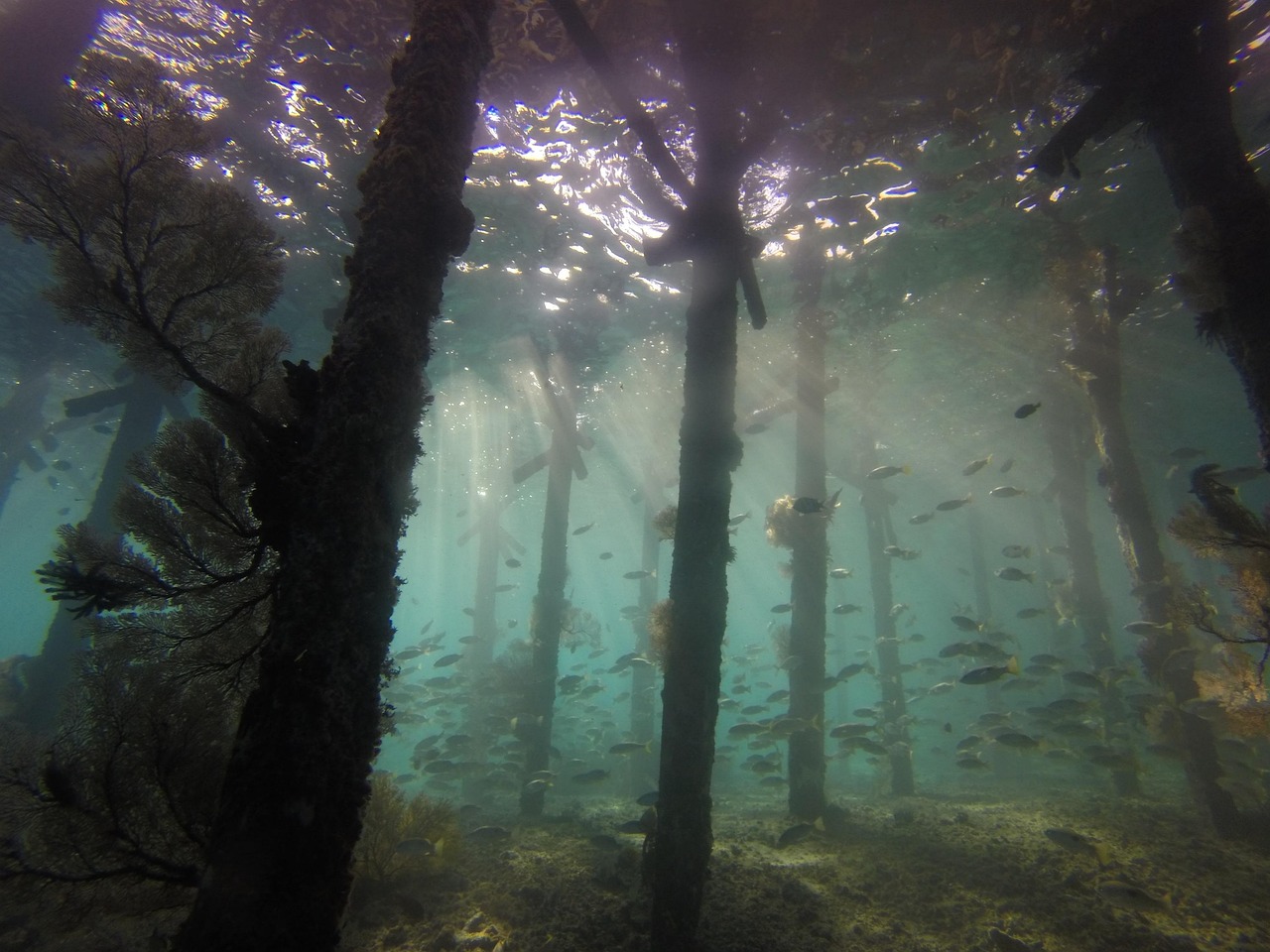underwater, jetty, scuba diving, seascape, sunlight, ocean, fish, reef, artificial reef, nature, coral, diving, scuba, dive, holiday, activity, water, vacation, island, indonesia, derawan, berau, borneo, kalimantan, reef fish, sea, tropical, travel, artificial reef, artificial reef, artificial reef, derawan, borneo, borneo, borneo, borneo, borneo