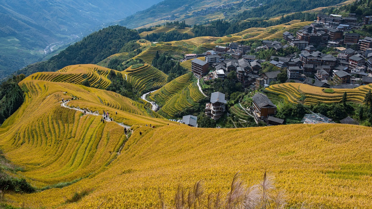 terraced fields, longji rice terraces, golden fields, minority village, ping an village, longsheng, guilin, china, autumn, guilin, guilin, guilin, guilin, guilin