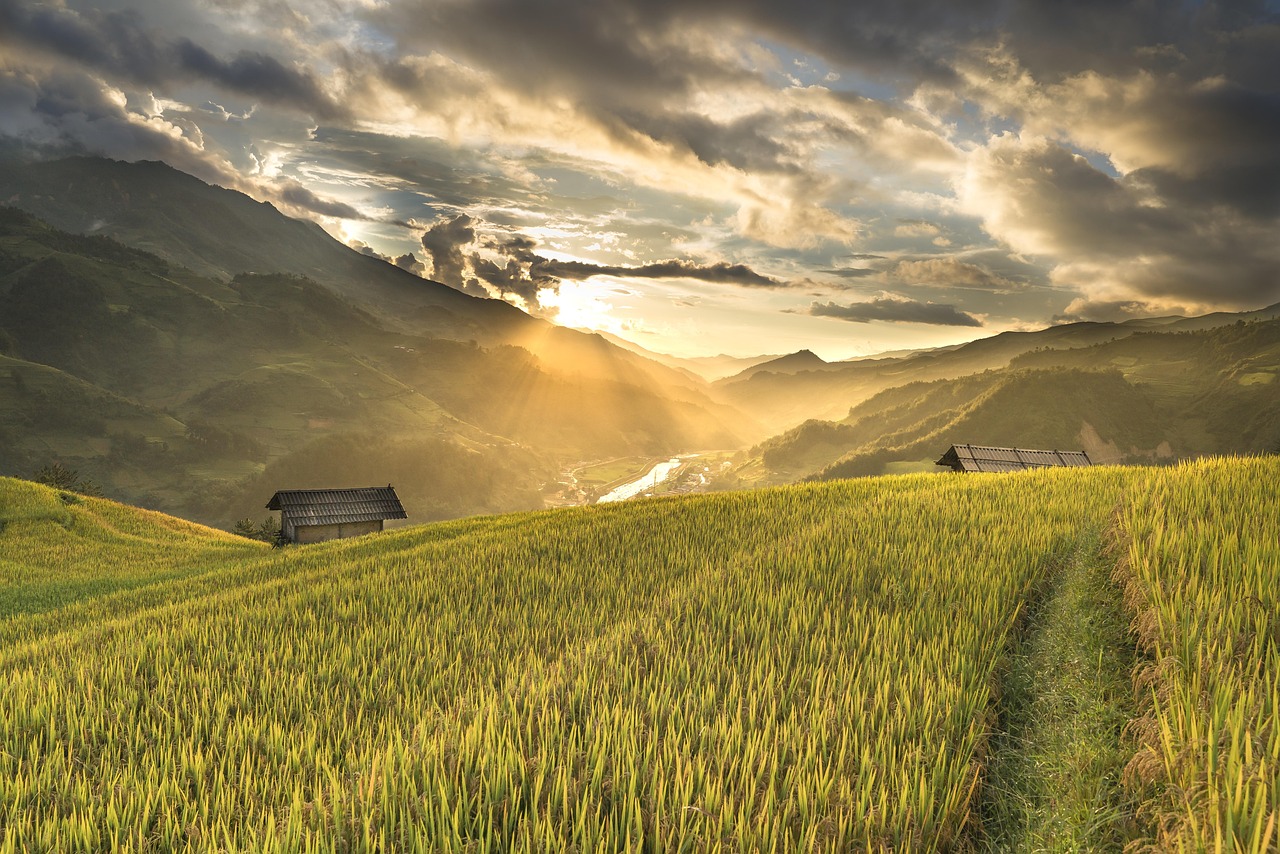 vietnam, rice, field, hagiang, terraces, hoang suphi, travel, view, nature, mountain, nation, class, valley, soil, crop, food, dawn, village, harvest, terrace, colorful, cloud, local, minority, rice, soil, soil, soil, soil, soil, village