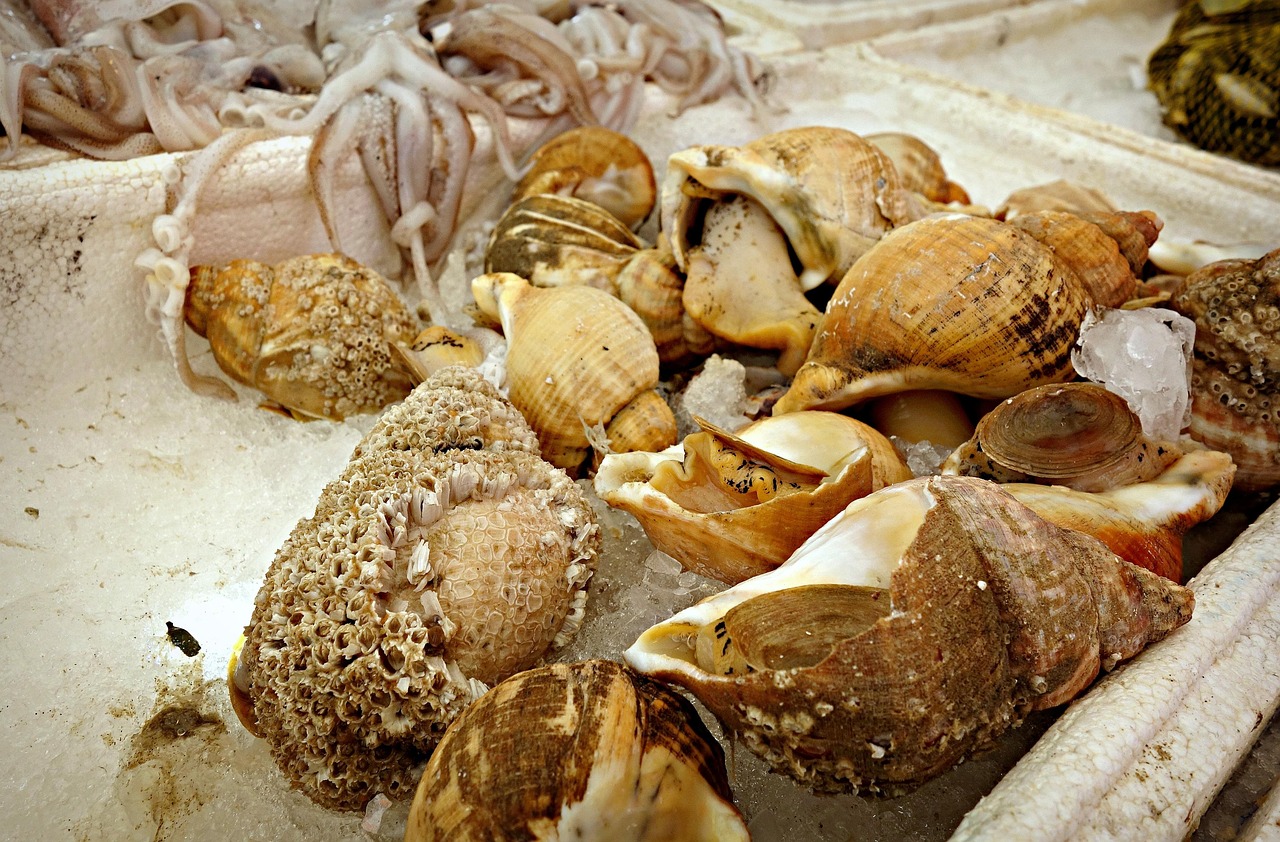 seashell, whelk, nature, sea snail, animal, seafood, conch, mollusc, edible, food, eating, cuisine, market, fish market, brown fish, brown fishing, brown market