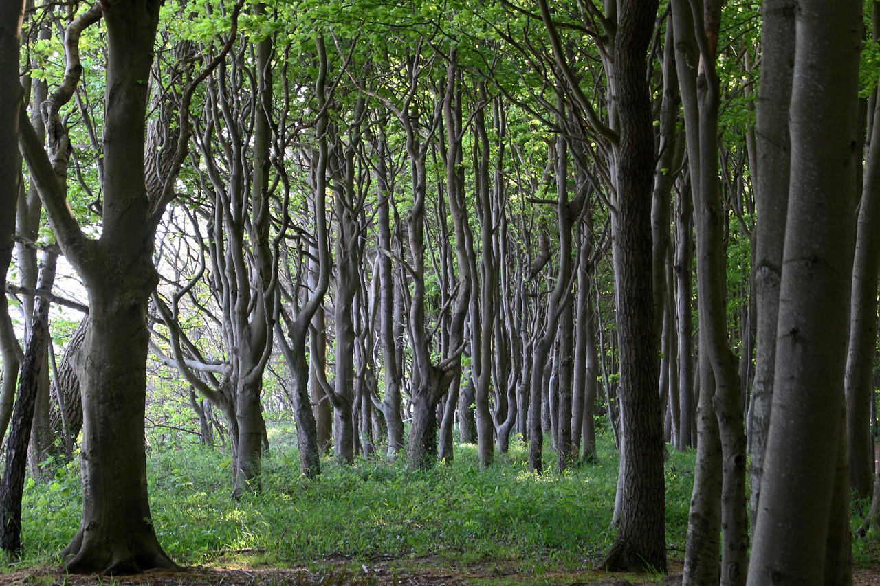 forest, nature reserve, trees, landscape, germany, woods, nature