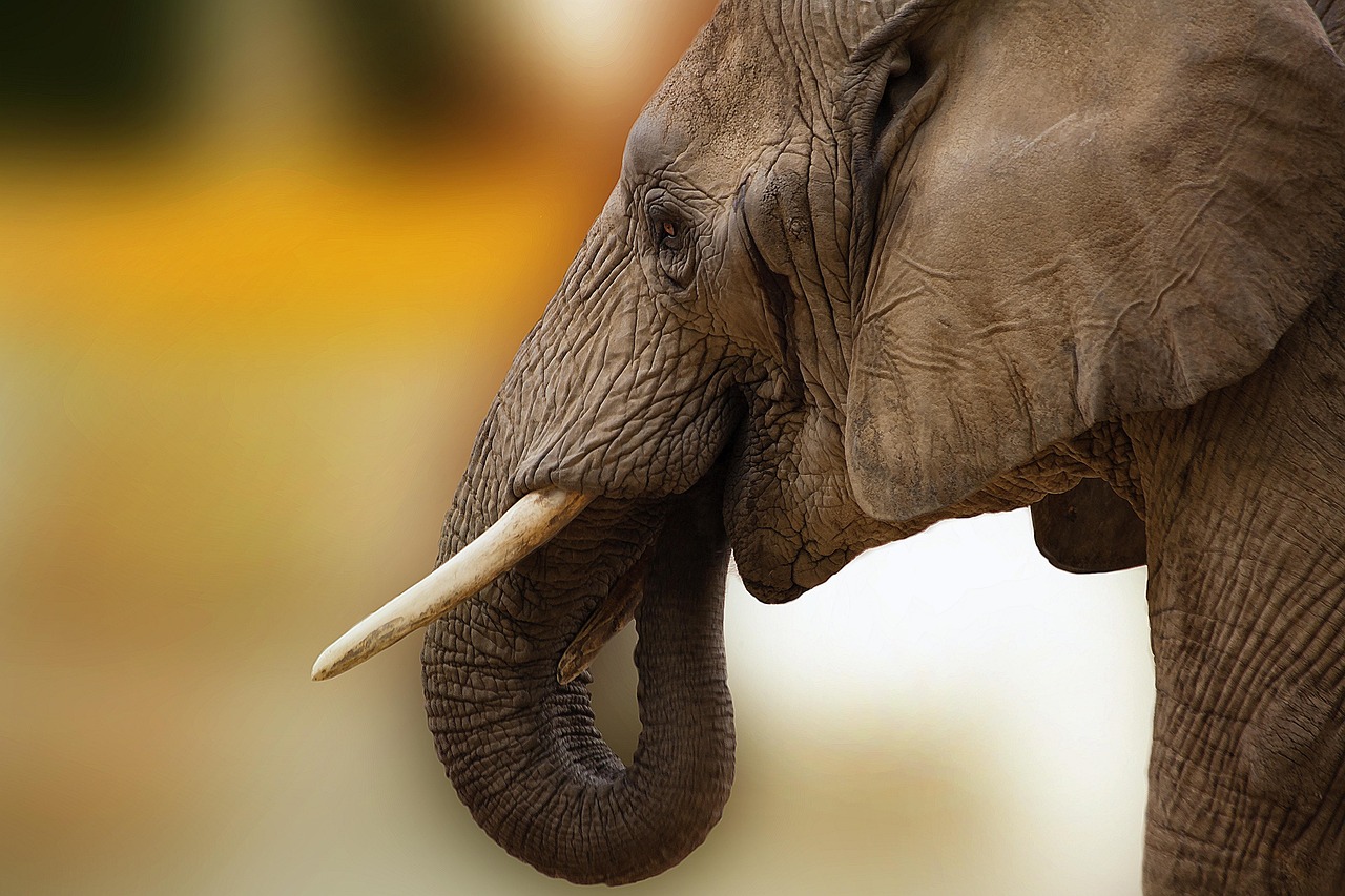 elephant, animal, ivory, africa, close up, botswana, eye, african bush elephant, indian elephant, nature, baby elephant, pachyderm, safari, mammals