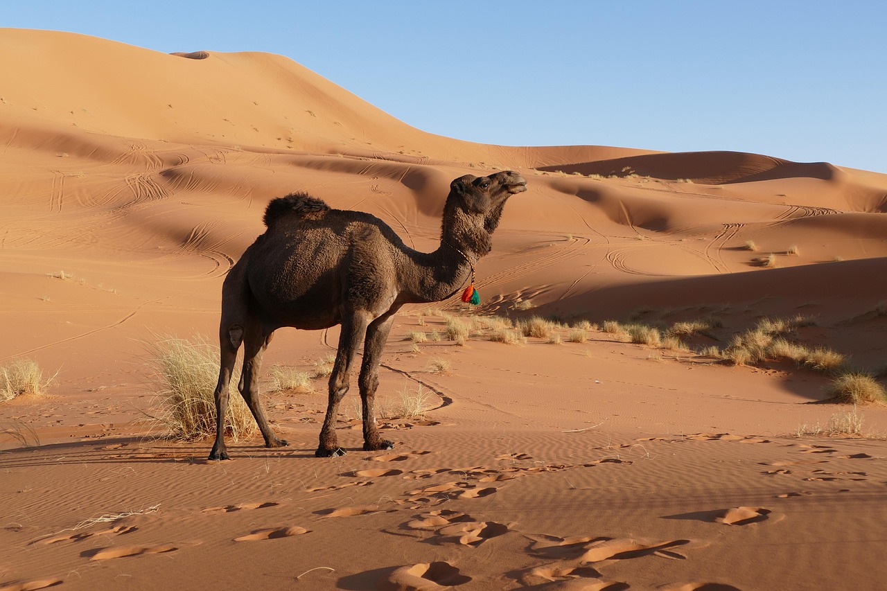 merzouga, morocco, nature, africa, desert, sand dunes, berber, to travel, sand, camel, sahara