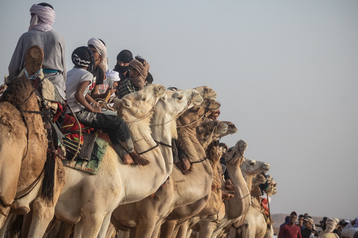 A group of people riding on the backs of camels