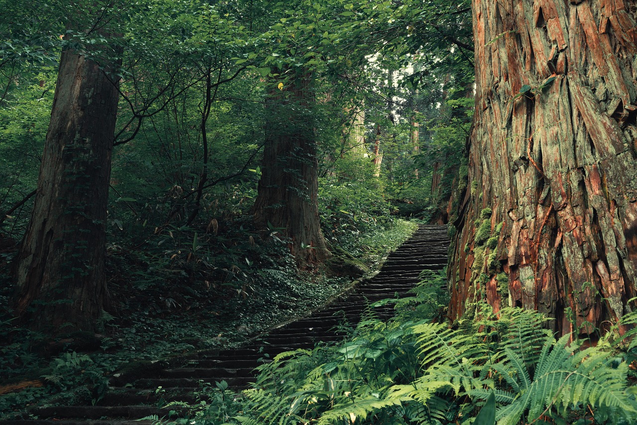 cedar trees, forest, nature, shrine, religion, stone steps, japan, landscape
