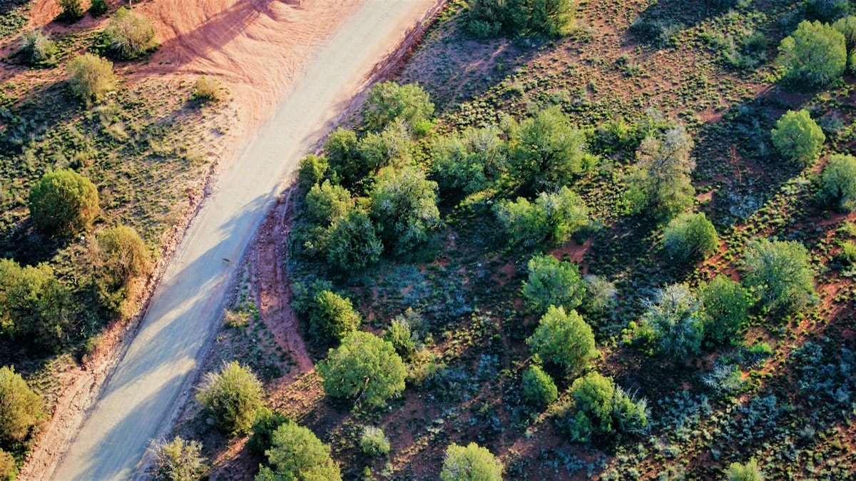 green trees beside gray road