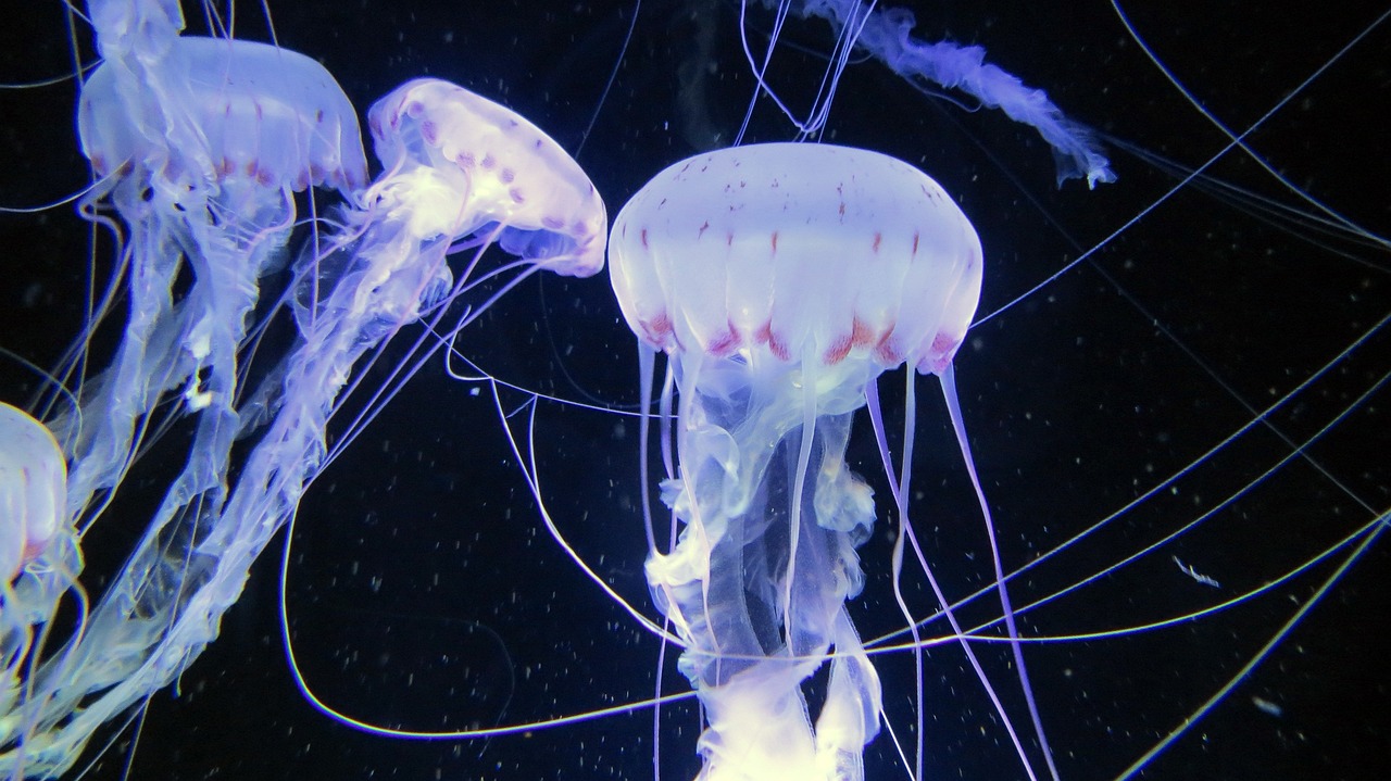 jellyfish, sea animals, nature, aquarium, ozeaneum stralsund, marine life, medusa, drive, underwater world, sea, salt water